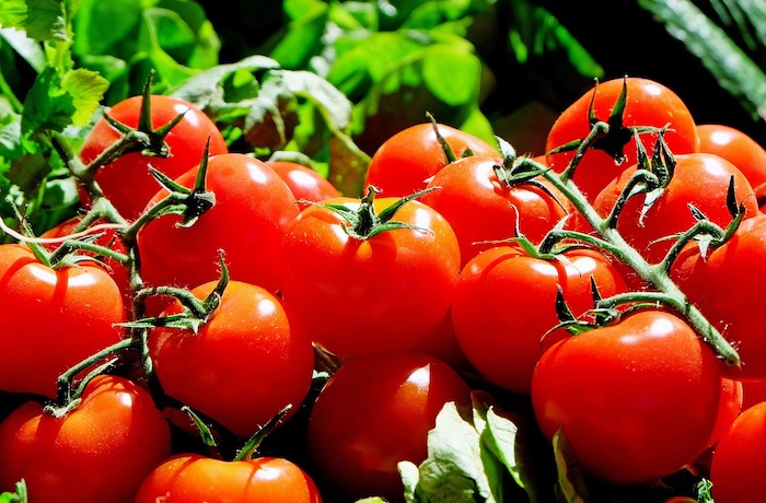 tomaten-einkochen