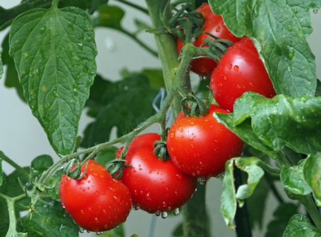 tomaten-doerren